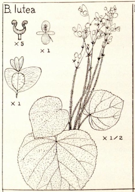 B. lutea